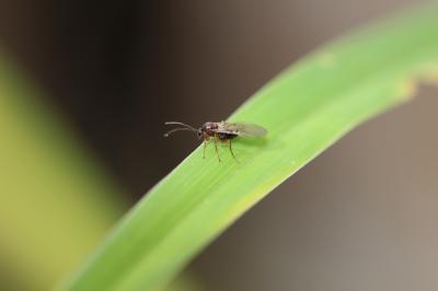  Cynipidae Billberg, 1820