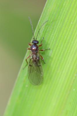  Cynipidae Billberg, 1820