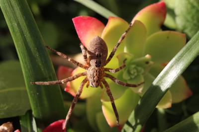 Zoropse à pattes épineuses Zoropsis spinimana (Dufour, 1820)