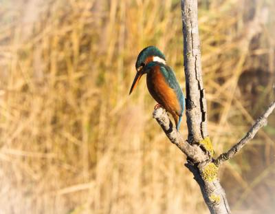 Martin-pêcheur d'Europe Alcedo atthis (Linnaeus, 1758)