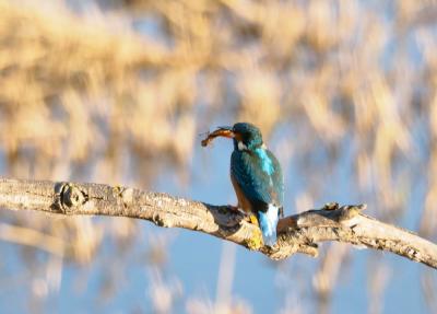 Martin-pêcheur d'Europe Alcedo atthis (Linnaeus, 1758)