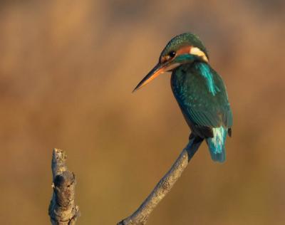 Martin-pêcheur d'Europe Alcedo atthis (Linnaeus, 1758)