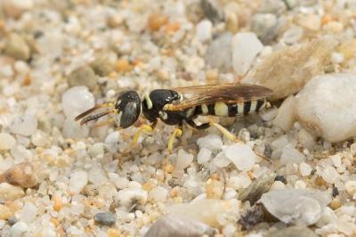  Philanthus pulchellus Spinola, 1843