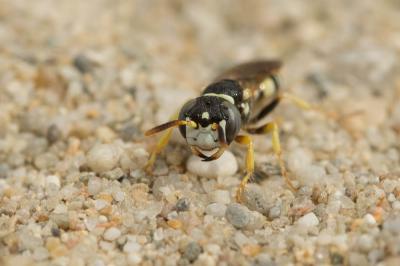  Philanthus pulchellus Spinola, 1843