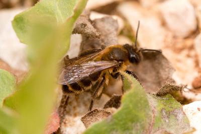  Andrena Fabricius, 1775