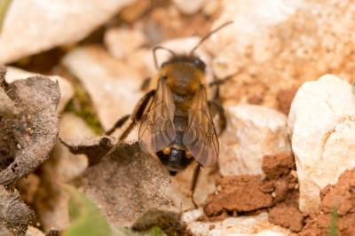  Andrena Fabricius, 1775