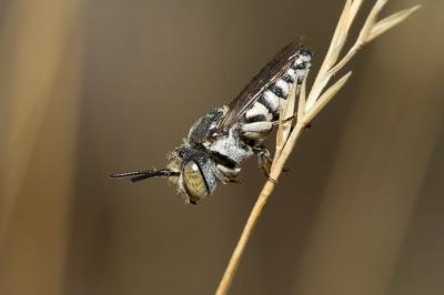  Coelioxys acanthura (Illiger, 1806)