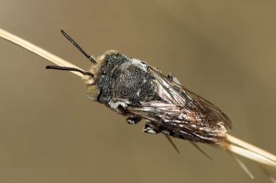  Coelioxys acanthura (Illiger, 1806)