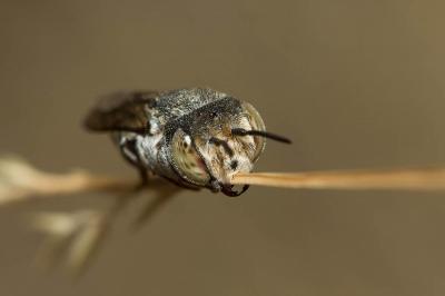  Coelioxys acanthura (Illiger, 1806)