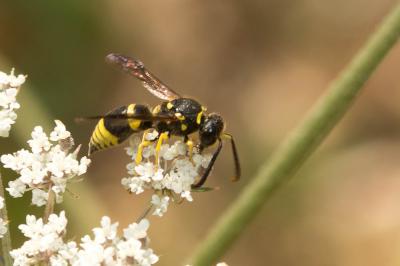 Guêpe maçonne Ancistrocerus parietinus (Linnaeus, 1760)