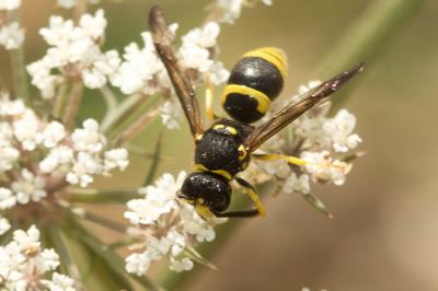 Guêpe maçonne Ancistrocerus parietinus (Linnaeus, 1760)