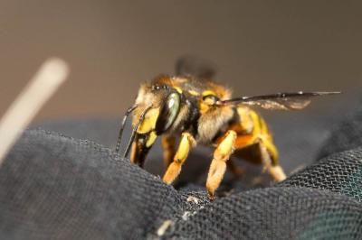 Abeille cotonnière, Anthidie cotonnière Anthidium manicatum (Linnaeus, 1758)