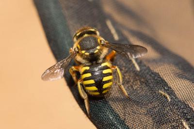 Abeille cotonnière, Anthidie cotonnière Anthidium manicatum (Linnaeus, 1758)