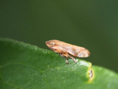 Philène spumeuse Philaenus spumarius (Linnaeus, 1758)