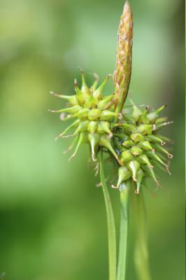 Laîche tardive, Carex tardif Carex viridula Michx., 1803