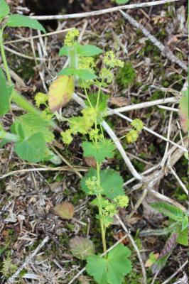 Alchémille glabre Alchemilla glabra Neygenf., 1821