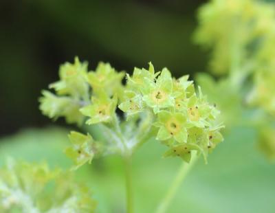 Alchémille glabre Alchemilla glabra Neygenf., 1821