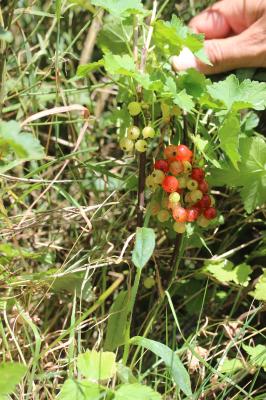 Groseillier rouge, Groseillier à grappes Ribes rubrum L., 1753