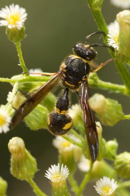  Eumenes coronatus (Panzer, 1799)