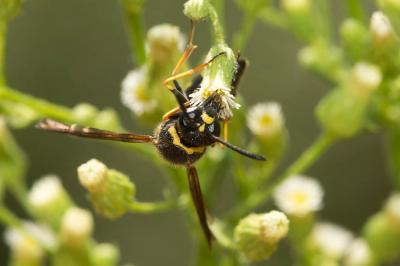  Eumenes coronatus (Panzer, 1799)