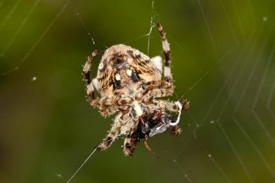 Épeire angulaire Araneus angulatus Clerck, 1758