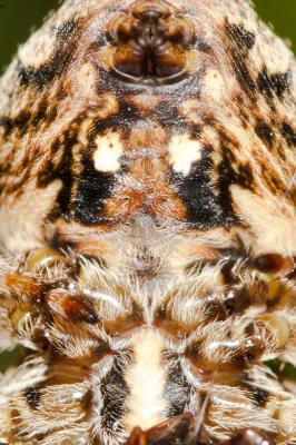 Épeire angulaire Araneus angulatus Clerck, 1758