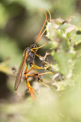  Therion circumflexum (Linnaeus, 1758)