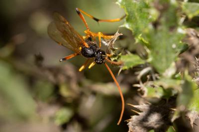  Therion circumflexum (Linnaeus, 1758)