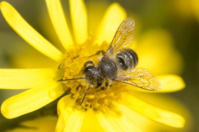  Osmia Panzer, 1806
