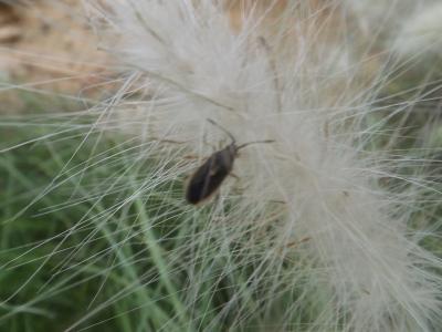  Maccevethus 