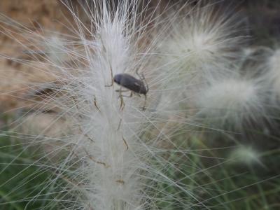  Maccevethus 