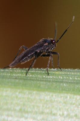  Pachytomella 