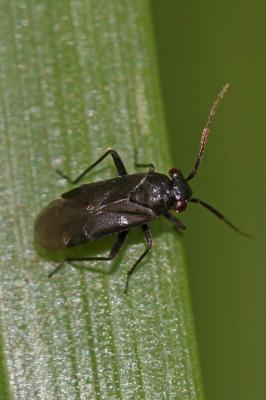  Pachytomella 