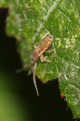  Entomobrya muscorum (Nicolet, 1842)