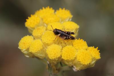 Criquet pansu Pezotettix giornae (Rossi, 1794)