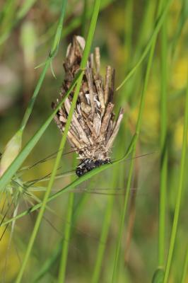  Psychidae Boisduval, 1828