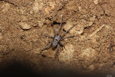 Araignées-loups Lycosidae 