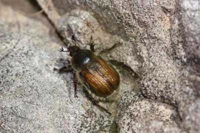  Anisoplia Schönherr, 1817