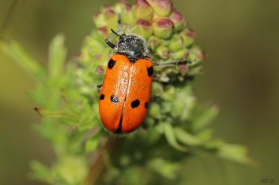  Lachnaia tristigma (Lacordaire, 1848)