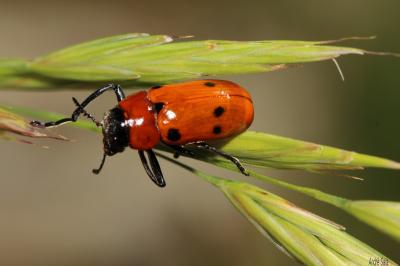 Antipe à six tâches Tituboea sexmaculata (Fabricius, 1781)