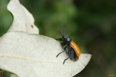  Labidostomis taxicornis (Fabricius, 1792)