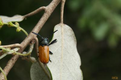  Labidostomis taxicornis (Fabricius, 1792)