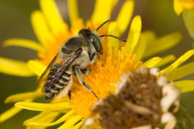  Megachile pilidens Alfken, 1924