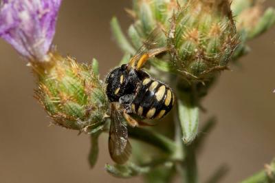  Pseudoanthidium nanum (Mocsáry, 1881)