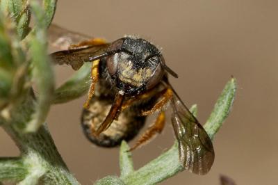  Pseudoanthidium nanum (Mocsáry, 1881)