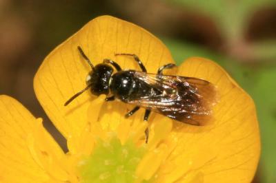 Ceratine commune Ceratina cucurbitina (Rossi, 1792)
