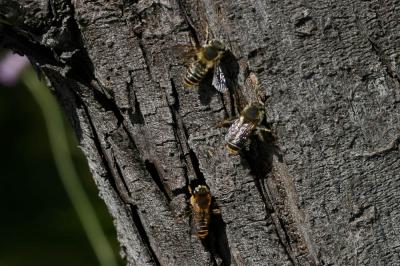  Lithurgus chrysurus Fonscolombe, 1834