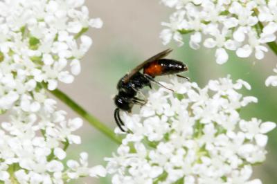  Sphecodes Latreille, 1804