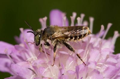  Lithurgus chrysurus Fonscolombe, 1834