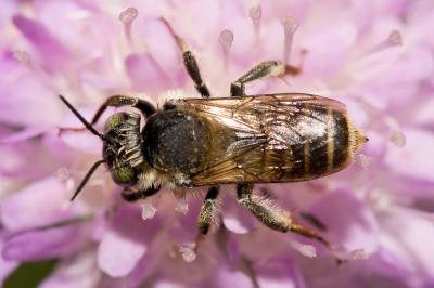  Lithurgus chrysurus Fonscolombe, 1834